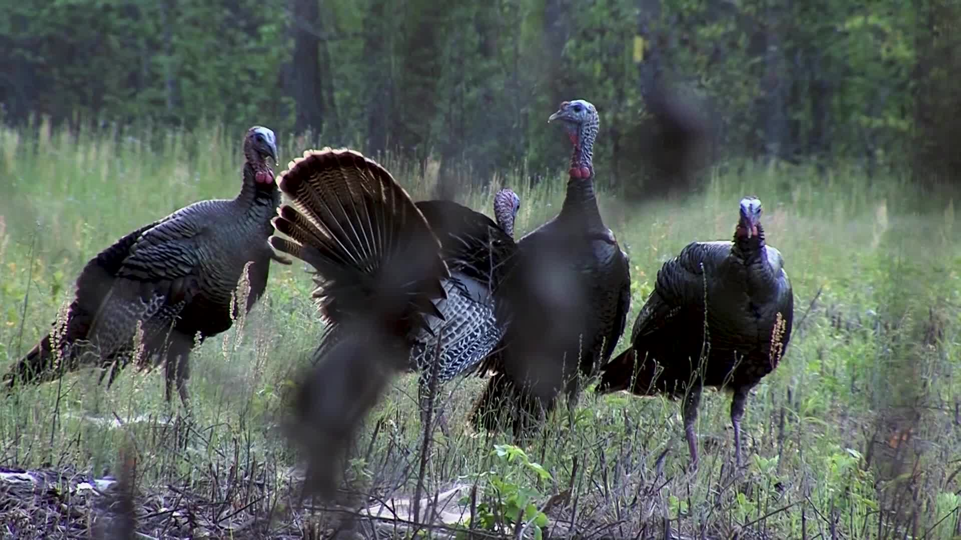 Thumbnail image for Learning to Hunt Wild Turkey