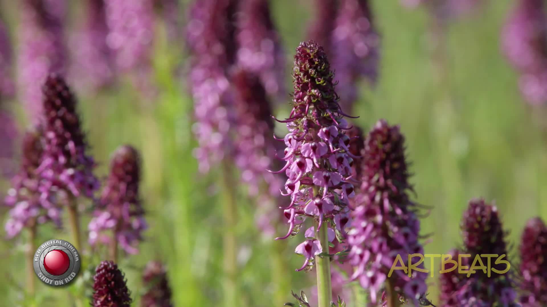 Thumbnail image for Artbeats (a) 60Hz